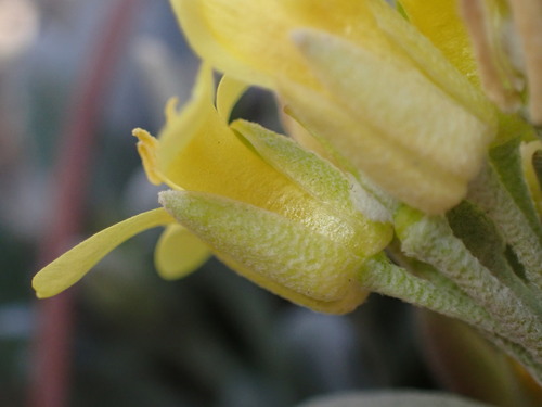 Physaria (bladderpods) (alternate view 9)