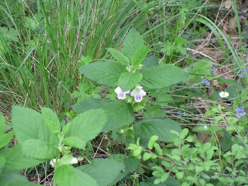 Melittis melissophyllum subsp. albida (alternate view 5)
