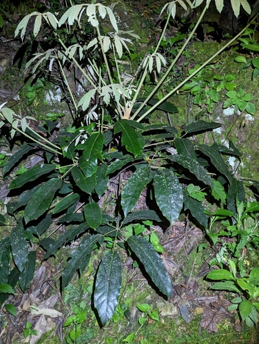 Heptapleurum delavayi (alternate view 3)
