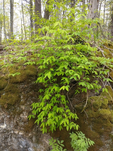 Lonicera canadensis (American fly-honeysuckle) (alternate view 5)