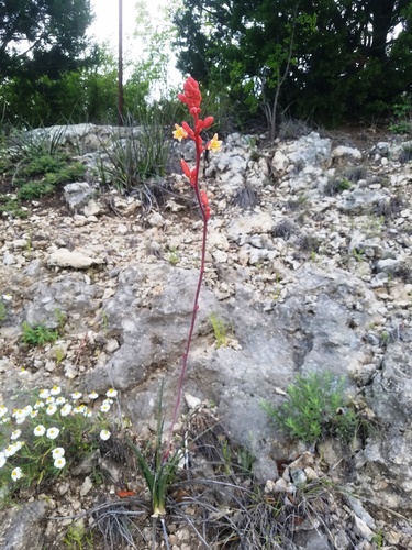 Hesperaloe parviflora (Red Yucca)