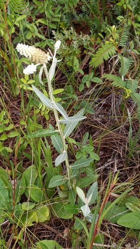 Pterocaulon pycnostachyum (blackroot)