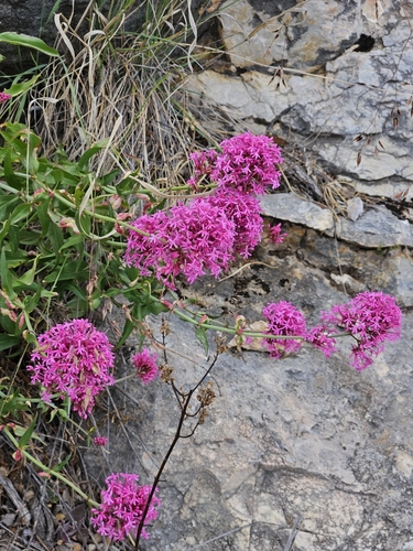 Centranthus ruber (Red Valerian)
