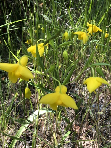 Calochortus amabilis (Diogenes' lantern) (alternate view 5)