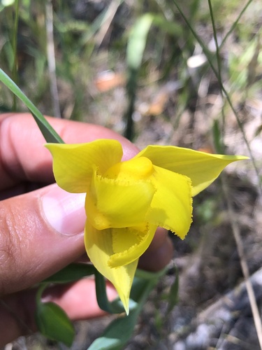 Calochortus amabilis (Diogenes' lantern) (alternate view 4)