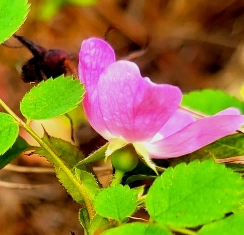 Rosa gymnocarpa (bald-hip rose)