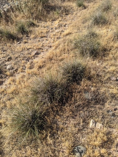 Sporobolus (dropseeds, cordgrasses, and sandreeds) (alternate view 10)