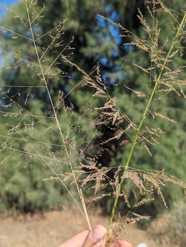 Sporobolus (dropseeds, cordgrasses, and sandreeds) (alternate view 8)