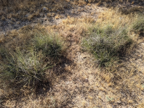 Sporobolus (dropseeds, cordgrasses, and sandreeds) (alternate view 11)