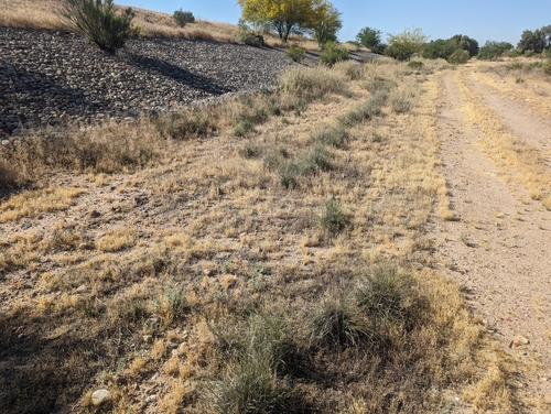 Sporobolus (dropseeds, cordgrasses, and sandreeds) (alternate view 12)