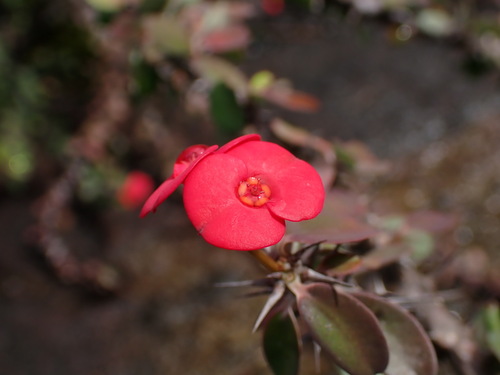 Euphorbia milii (Crown-of-Thorns)