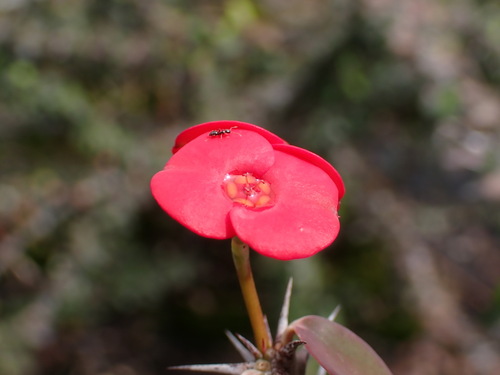Euphorbia milii (Crown-of-Thorns)