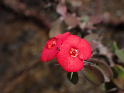 Euphorbia milii (Crown-of-Thorns)