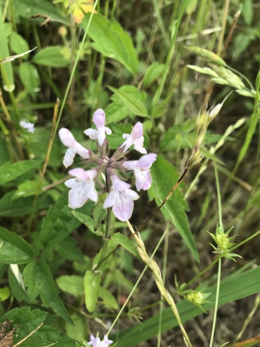 Stachys floridana (Florida Hedgenettle) (alternate view 4)