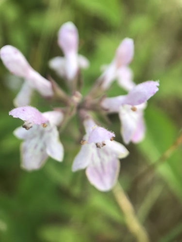 Stachys floridana (Florida Hedgenettle) (alternate view 5)