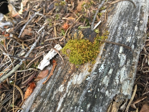 Dicranoweisia cirrata (Common Pincushion)