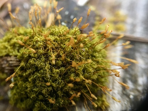 Dicranoweisia cirrata (Common Pincushion)