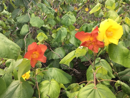 Hibiscus tiliaceus (sea hibiscus)