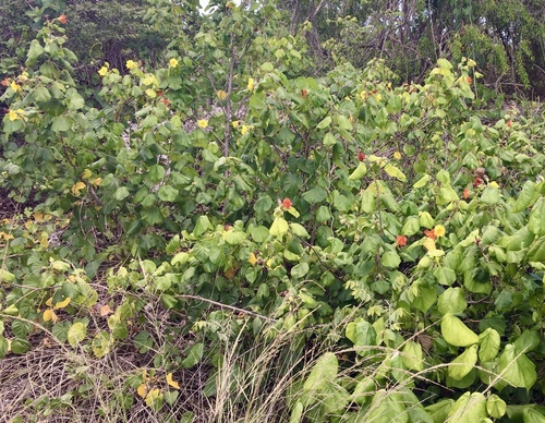 Hibiscus tiliaceus (sea hibiscus) (alternate view 2)
