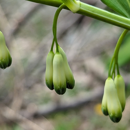 Polygonatum x hybridum (alternate view 5)