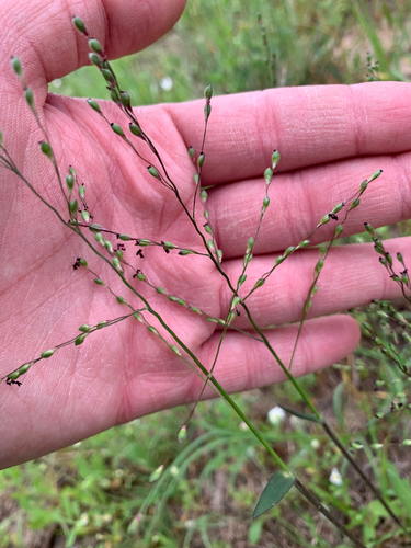 Dichanthelium oligosanthes (Heller's Rosette Grass) (alternate view 9)
