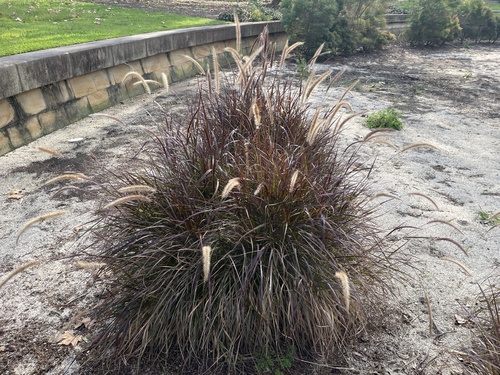 Cenchrus × cupreus (purple fountain grass) (alternate view 5)