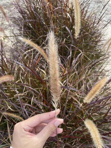 Cenchrus × cupreus (purple fountain grass) (alternate view 4)