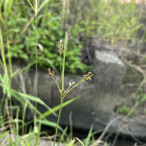 Fimbristylis dichotoma (Common Fringe-rush)