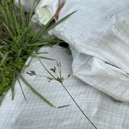 Fimbristylis dichotoma (Common Fringe-rush) (alternate view 2)
