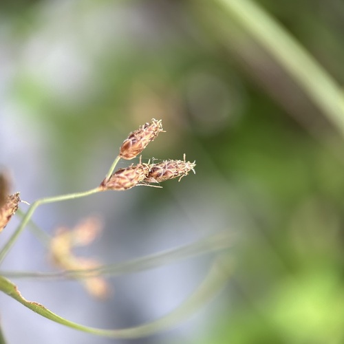 Fimbristylis dichotoma (Common Fringe-rush) (alternate view 4)