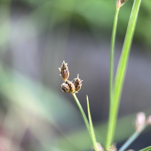 Fimbristylis dichotoma (Common Fringe-rush) (alternate view 3)