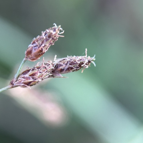 Fimbristylis dichotoma (Common Fringe-rush) (alternate view 5)