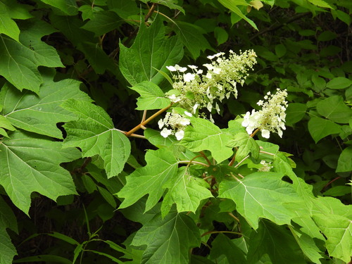 Hydrangea quercifolia (oak-leaf hydrangea)