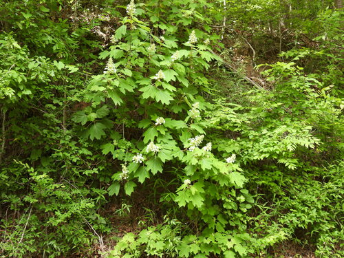 Hydrangea quercifolia (oak-leaf hydrangea) (alternate view 2)