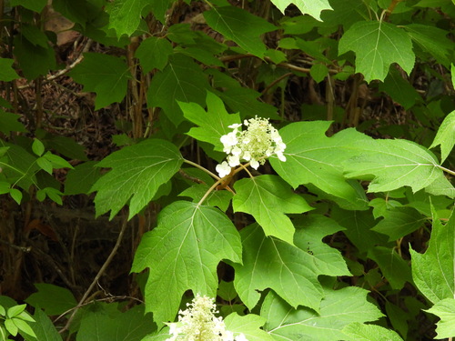 Hydrangea quercifolia (oak-leaf hydrangea) (alternate view 3)