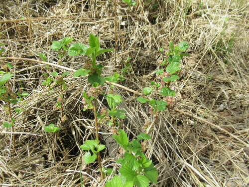 Ribes nigrum (Blackcurrant)