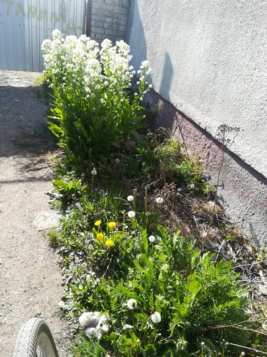 Armoracia rusticana (Horseradish)