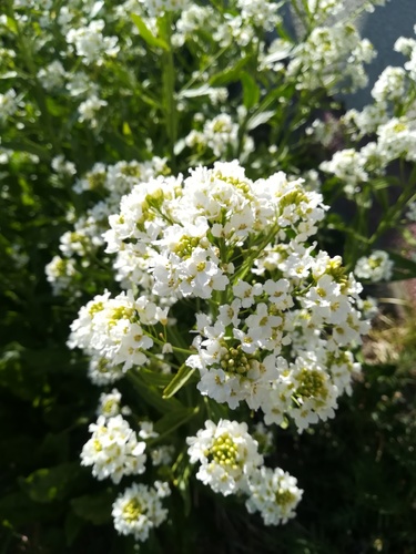 Armoracia rusticana (Horseradish)