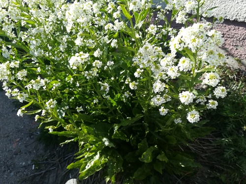 Armoracia rusticana (Horseradish)