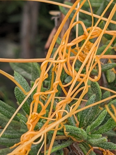 Cuscuta californica (California dodder)