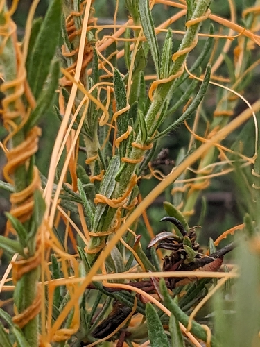 Cuscuta californica (California dodder) (alternate view 2)