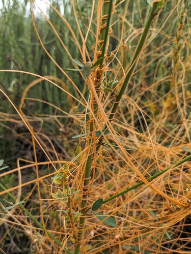 Cuscuta californica (California dodder) (alternate view 3)