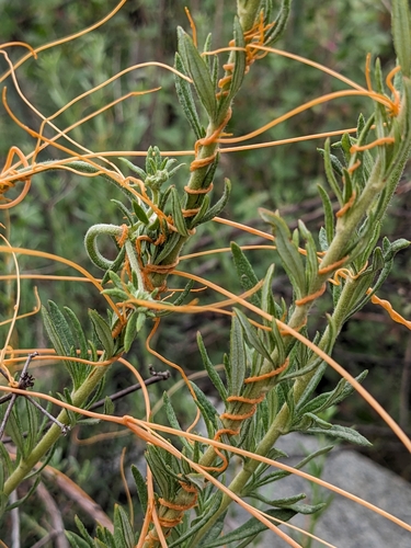 Cuscuta californica (California dodder) (alternate view 4)