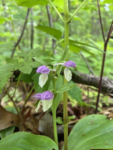 Galearis spectabilis (showy orchis) (alternate view 2)