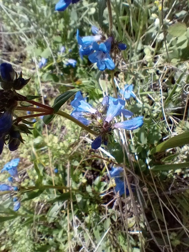 Penstemon virens (Front Range Beardtongue) (alternate view 5)