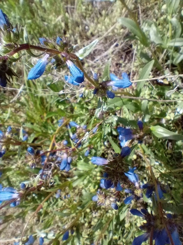 Penstemon virens (Front Range Beardtongue) (alternate view 6)