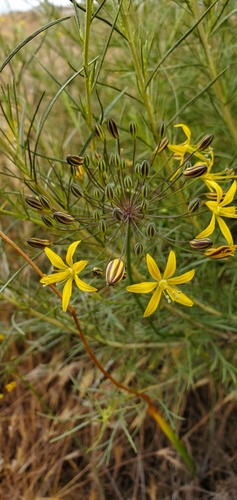 Bloomeria crocea (goldenstar) (alternate view 9)