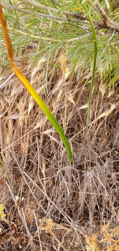Bloomeria crocea (goldenstar) (alternate view 10)