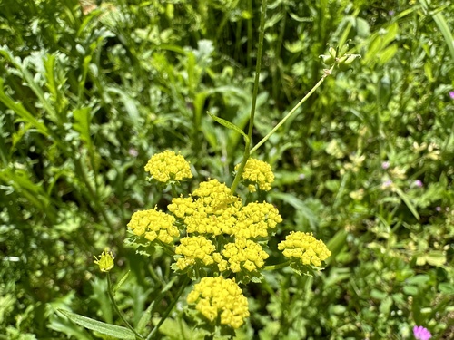 Lomatium utriculatum (Spring Gold Biscuitroot) (alternate view 3)