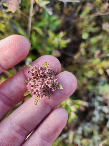 Daucus pusillus (American wild carrot) (alternate view 4)